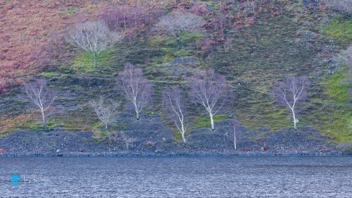tony-tomlinson-photography-wastwater-wasdale-lake-winter-landscape, lake district, mountains, sunrise, birch trees,