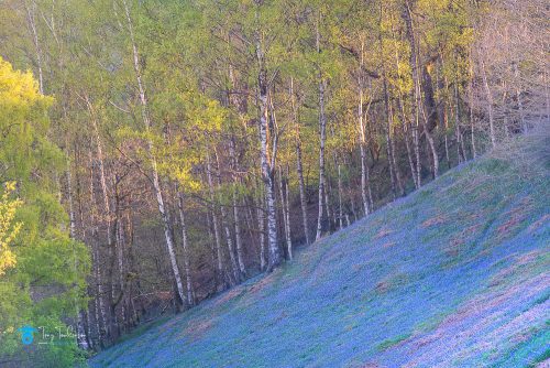 blue-bell-flowers, blue-bells, Cumbria, Grasmere, lake-district, Spring, sunrise, tony-tomlinson-photography, trees, UK