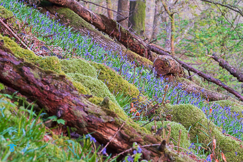blue-bell-flowers, blue-bells, Cumbria, Grasmere, lake-district, Spring, sunrise, tony-tomlinson-photography, UK