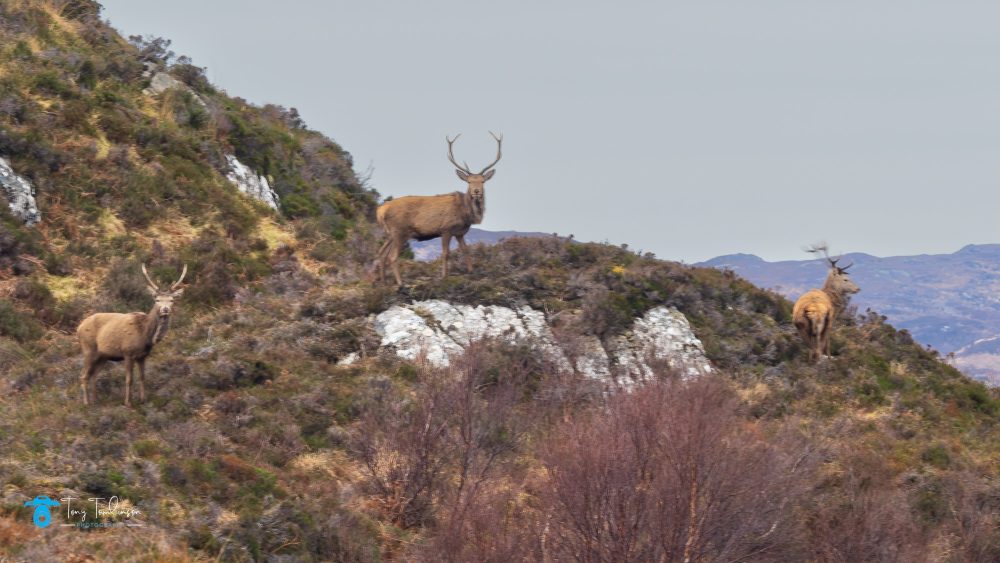 tony-tomlinson-photography, red-dear, scotland, wildlife,