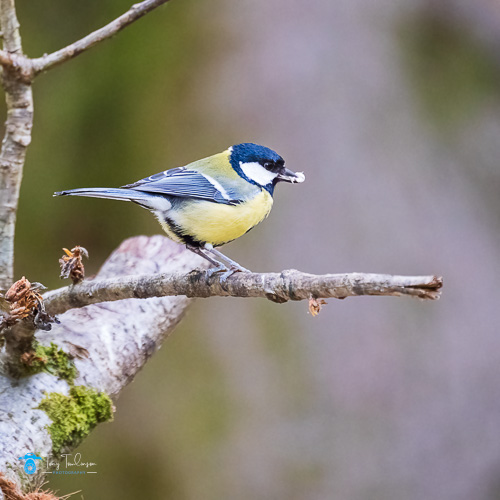 bird, bird-photography, Great-Tit, Spring, tony-tomlinson-photography, Wildlife Photography
