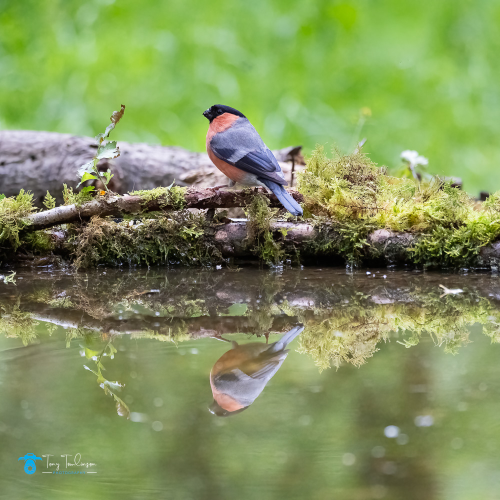 Cumbria Woodland Photography Hide, Bullfinch, tony-tomlinson-photography, bird-photography,