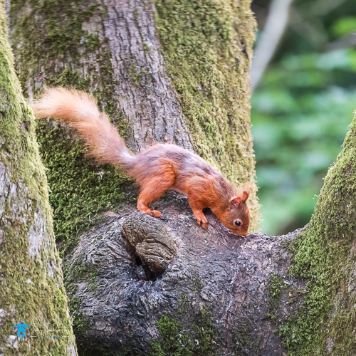 red-squirrel, Spring, tony-tomlinson-photography, Wildlife, wildlife-photography