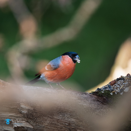 bird, bird-photography, Bullfinch, Spring, tony-tomlinson-photography, Wildlife