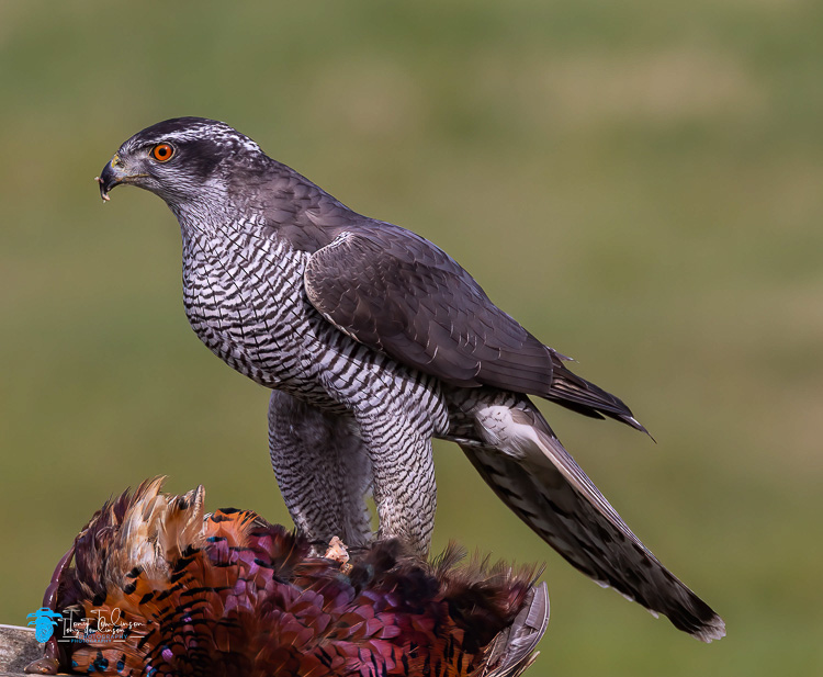 bird-photography, Bird-Photogrpahy, Gyr-Falcon, North-West-Wildlife- Workshop, Spring, tony-tomlinson-photography, Wildlife