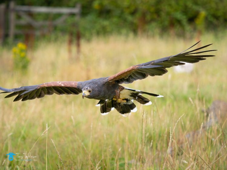bird-photography, Gauntlet-bird-of-pray-centre, Harris-Hawk, Summer, tony-tomlinson-photography, Wildlife