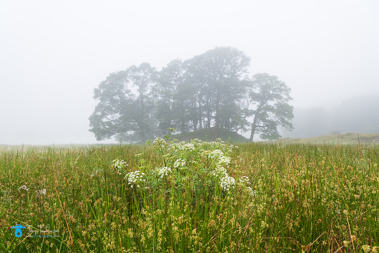 Cumbria, Elterwater, lake-district, Landscape, Langdale, meadows, Mist, river-brathay, Summer, tony-tomlinson-photography, UK