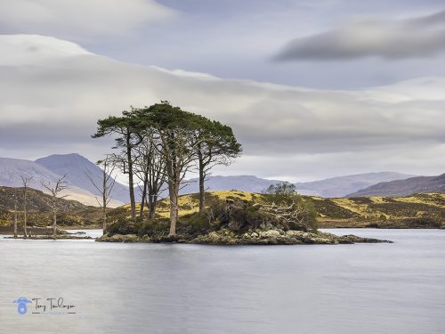 Loch Assynt Trees